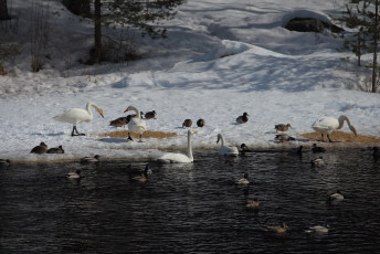 Swans and mallards