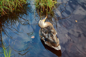 Mallard #1