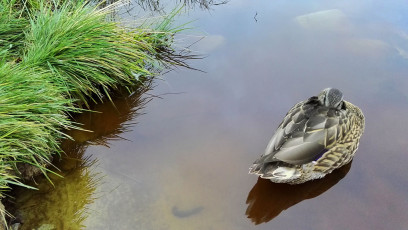 Sleeping Mallard