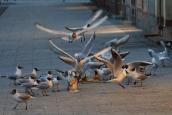 Seagulls Flocking for Food