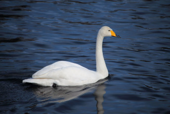 Swan #1