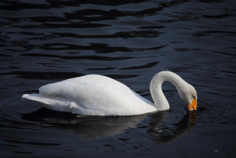 Swan #2