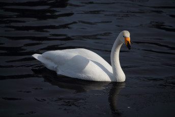 Swan #3