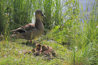 Mother and the Little Ones