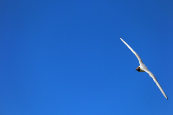 The Deep Blue