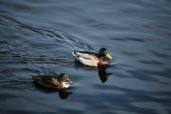 Mallards